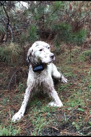Arcea: la dama del bosque gallego