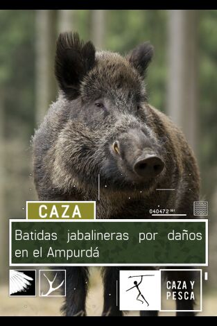 Batidas jabalineras por daños en el Ampurdán