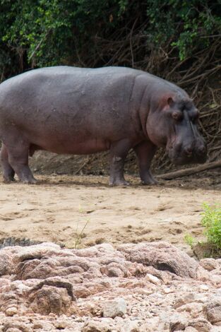 Guerras de cocodrilos