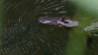 Australia extraordinaria: Bosques indómitos