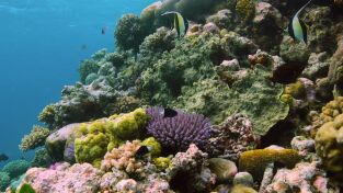 Australia extraordinaria: Costas salvajes