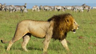 Mara: el renacer de la Sabana: El despertar