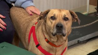 El increíble doctor Pol: ¡No te preocupes, sé feliz!