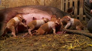 El increíble doctor Pol: Se acerca la tormenta