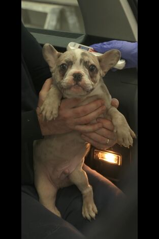 Control de fronteras: Suecia: Cachorros escondidos