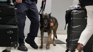 Especial Alerta Aeropuerto: Brasil: Incautaciones sorprendentes