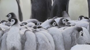 Los secretos de los pingüinos: El corazón de los emperadores