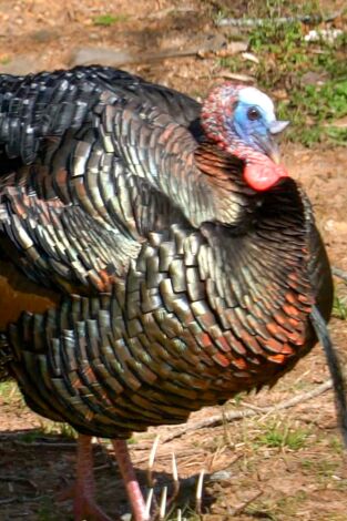 Súper Mario Boss: Episodio 8