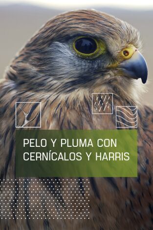 Pelo y pluma con cérnicalos y harris
