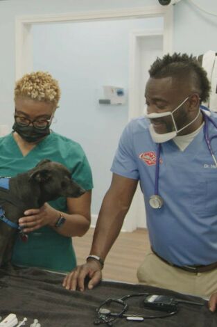 Critter Fixers: ¡Que suenen los ladridos!