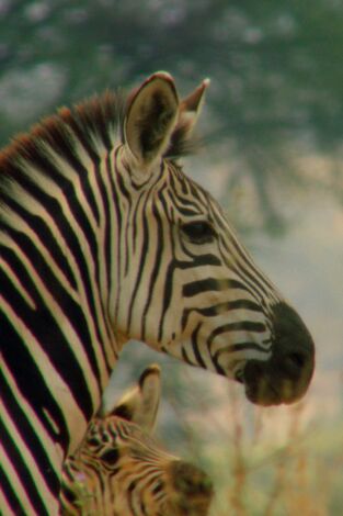 Tanzania, el último refugio