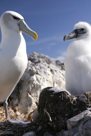 Animales extraordinarios de Australia: Agresividad