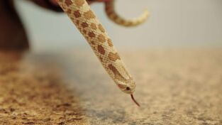 Critter fixers: Veterinarios rurales: Un ala y una plegaria