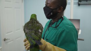 Critter fixers: Veterinarios rurales: Ningún pájaro se queda atrás
