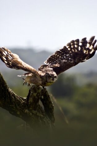 La naturaleza más extraña: Tragado vivo