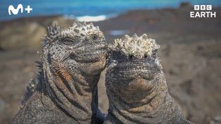 Espiando en el océano: Relaciones