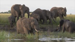 Encuentros muy salvajes: Invasores del espacio