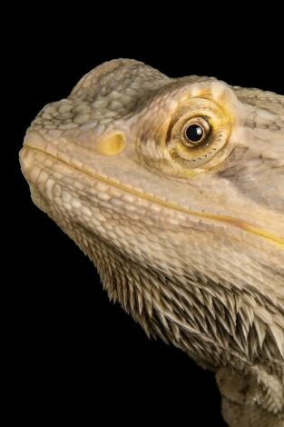 Dragones de Komodo al descubierto