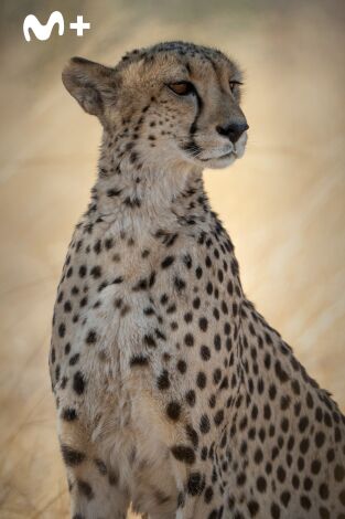 Felinos noche y día: La persecución