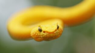 Las serpientes más letales del mundo: Las Américas