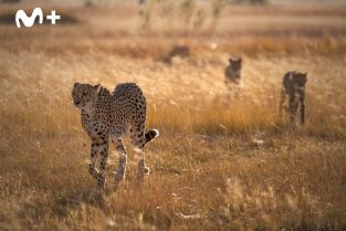 Felinos noche y día: Una manada dividida
