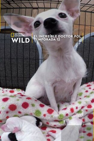 El increíble doctor Pol: Muu-jorando mucho