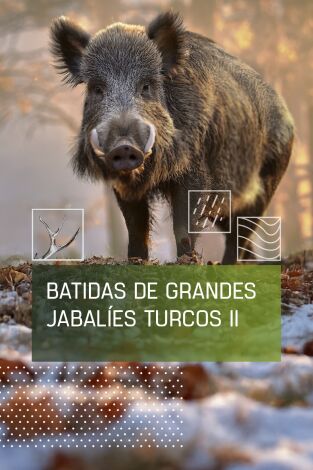 Batidas de grandes jabalies turcos. 2ª parte
