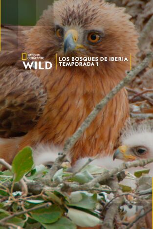 Los bosques de Iberia: Rivales