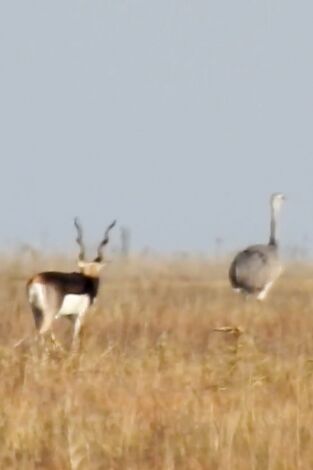 Wild hunting: Argentina antílope negro y búfalo de agua