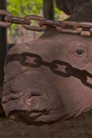 Especial Los secretos del zoo: Tampa: Baby boom: Juegos de primates