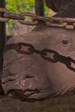 Especial Los secretos del zoo: Tampa: Baby boom: Rinorromance