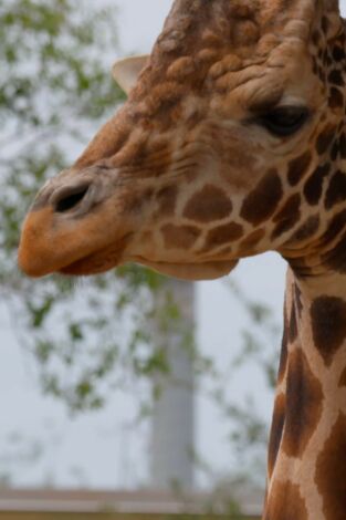 Especial secretos del zoo Tampa: El elefante en la habitación