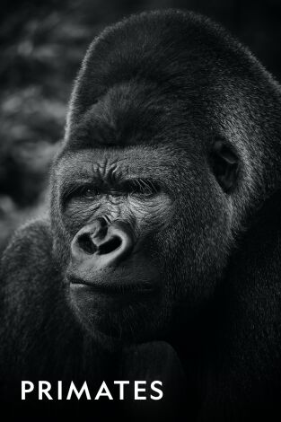 Primates: El mundo salvaje de los primates