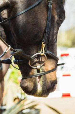 Royal Windsor Horse Show