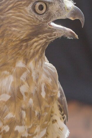 Monstruos: archivos perdidos: El Pájaro del Trueno de Pensilvania