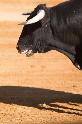 Toros desde Las Ventas 21/05/2026