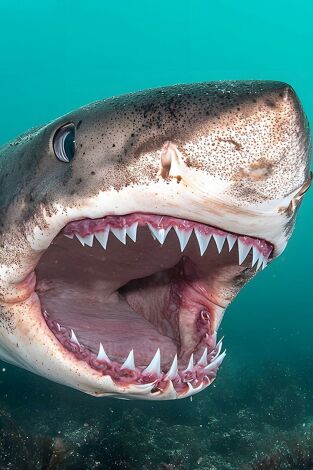 Misterios de los tiburones