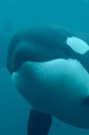 La vida secreta de las orcas: Escuela de asesinas