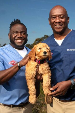 Critter fixers: Veterinarios rurales: Serpentea hasta lograrlo