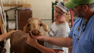 Veterinarios de Nebraska: La "muuudanza"