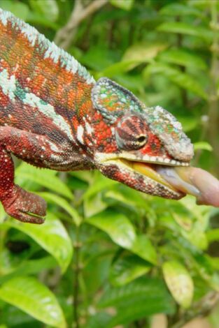 Maravillas salvajes de Madagascar: Los animales más raros de Madagascar
