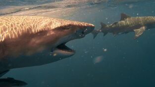 Cuando los tiburones atacan: Verano de ataques de tiburón