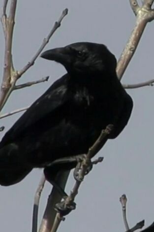 Misterios de la naturaleza: La escena del crimen de los cuervos