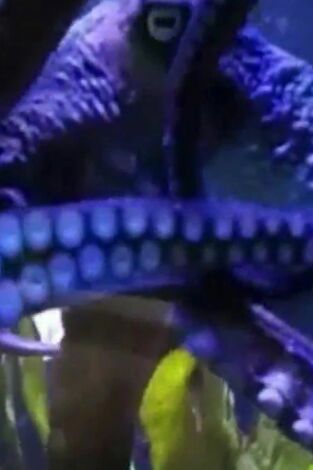 Misterios de la naturaleza: Pulpo Houdini
