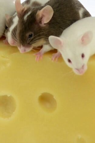 ¿Cómo lo hacen? Mundo animal: Ratones con queso y manatíes flatulentos