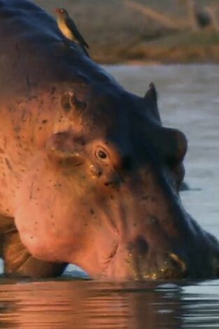 ¿Cómo lo hacen? Mundo animal: Ballenas voladoras y protección solar para hipopótamos