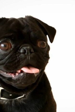 ¿Cómo lo hacen? Mundo animal: Cachorros inteligentes y baños de peces