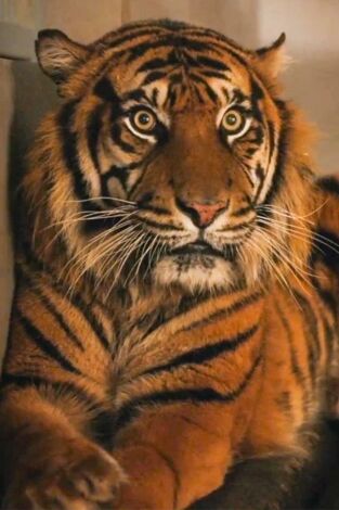 Vantara: santuario de animales: El corazón de Vantara: los expertos