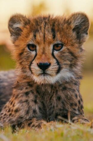 Vantara: santuario de animales: Hábitats del futuro