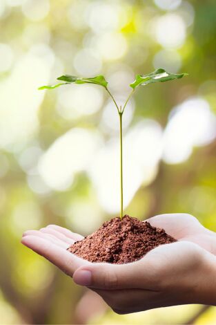 Cap sur les oasis
